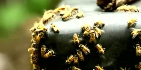 Abejas africanizadas son la emergencia más común que reciben los bomberos