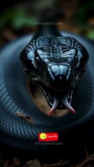 Pure Nightmare Fuel_ Black Mamba ☠️ #shorts #blackmamba #snake #deadliest #scary #wildlife #nature