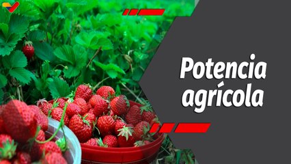 Programa 360º | Trujillo: Principal productor de las fresas y las hortalizas del país