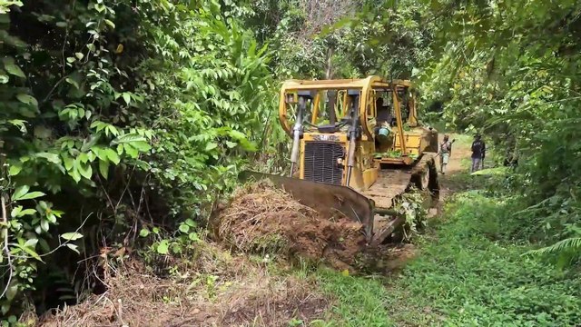 Mount Bulldozer D6R XL Plantation Road Service and Reviving Old Roads