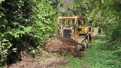 Mount Bulldozer D6R XL Plantation Road Service and Reviving Old Roads