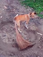 Ông Giời ơi là ông Giời. Ô nhiễm là bởi anh Tó Le Nam Tan nhà tui ngứa... chứ ai đời đổ tội cho...xe xăng.