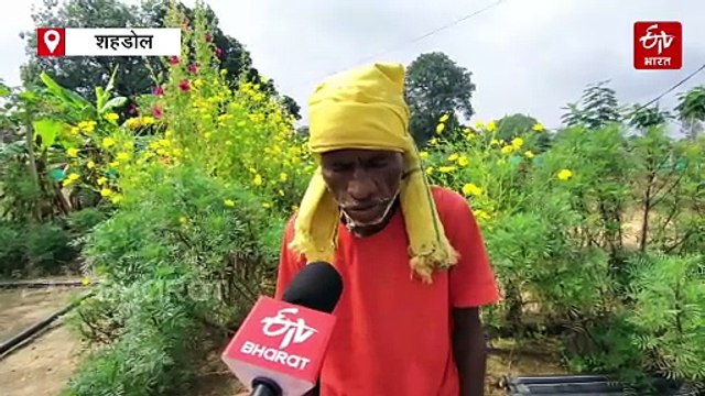 हार्ट और स्किन के लिए संजीवनी है कहुआ! फिर भी अर्जुन वृक्ष को है संरक्षण की दरकार