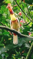 a big bird is enjoying rambutan fruit