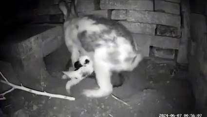 The mother rabbit hides her babies to protect them from danger, takes them out of the hiding place, feeds them and then secures them again. ❤️