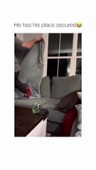 Did not expect that trust fall haha 😂🐾#OffLeashK9Training #DogTrainerLife #TrustFall #PetParents