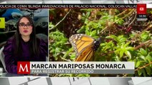Tras volar 43 días, llega primera mariposa Monarca con microchip | Milenio Hábitat