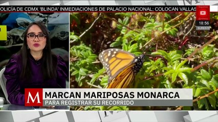 Tras volar 43 días, llega primera mariposa Monarca con microchip | Milenio Hábitat
