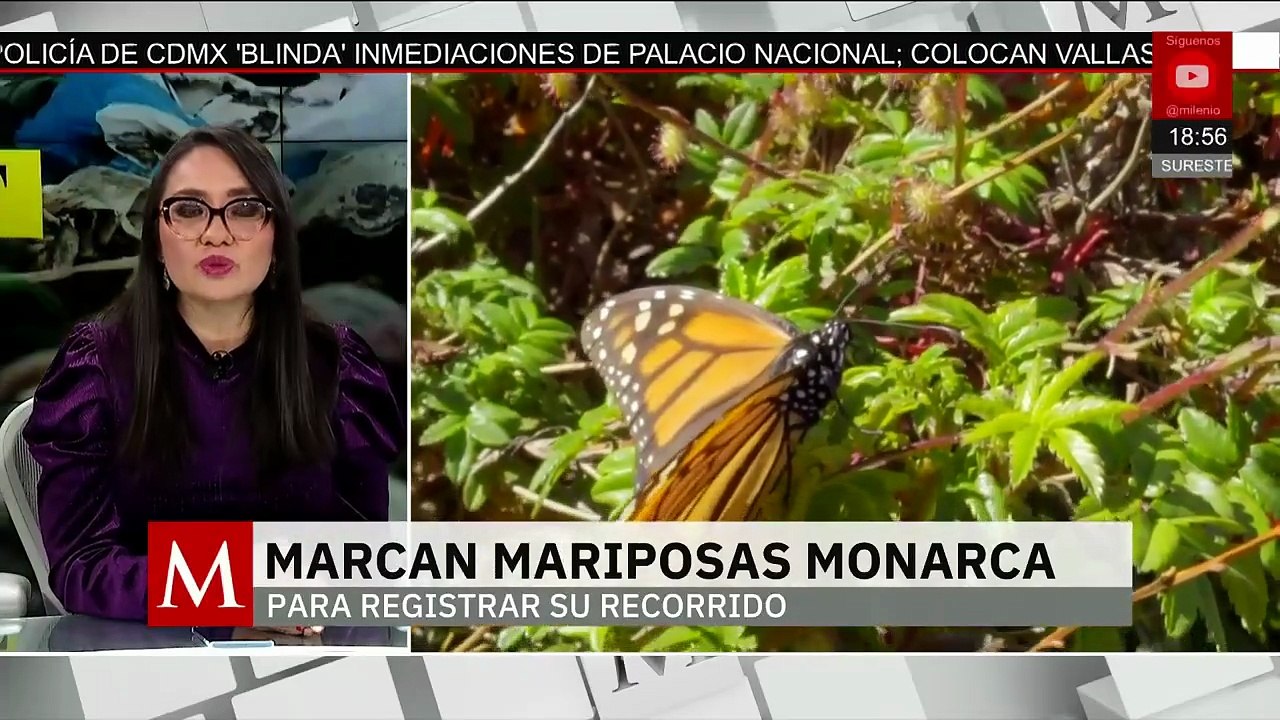 Tras volar 43 días, llega primera mariposa Monarca con microchip | Milenio Hábitat