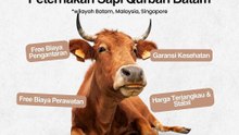 Hub. 0853 6662 0008, Peternakan Sapi Qurban 2026 di Batam Rahayu Sapi Batam