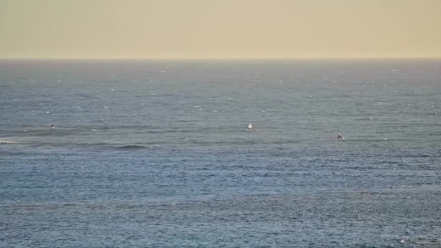 Shark knocks off Western Australia windsurfer