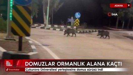 Adana Çukurova Üniversitesi yerleşkesine domuz sürüsü indi
