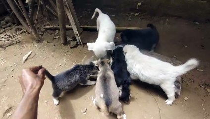 My cute little puppy eating food