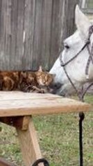 Calico Cat and Pony Share Adorable Face Cuddles