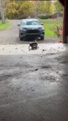 Cat Pulls off Flying Kick While Playing With Dog