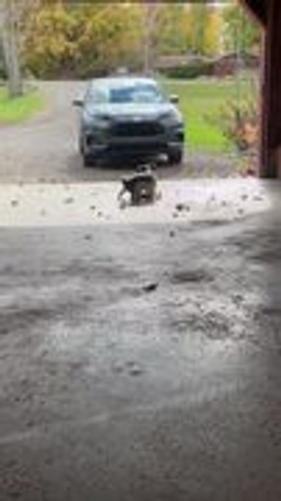 Cat Pulls off Flying Kick While Playing With Dog