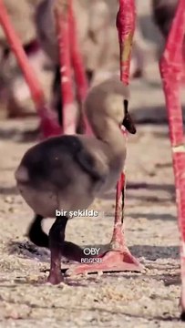 Flamingoların doğumundan itibaren başlayan zorlu yolculukları... Destek olmak için takip etmeyi unutmayın