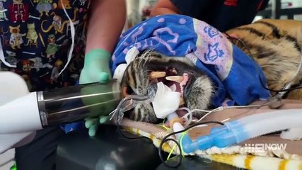 Taronga: Who’s Who In The Zoo - Season 6 Episode 2 - Toothless Tiger