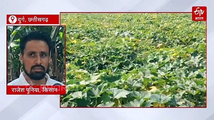 जैविक खेती ने दुर्ग के किसान को बनाया करोड़पति, छत्तीसगढ़ के किसान ले रहे इनसे प्रेरणा