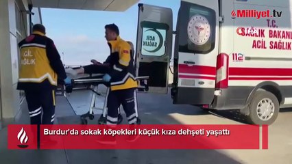 Küçük kız dehşeti yaşadı! Sokak köpekleri bacağını ve kalçasını ısırdı