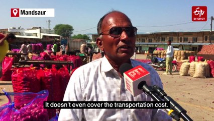 'Not Even Rs 2 A Kilo': Madhya Pradesh Onion Farmers Reel Under Price Crash