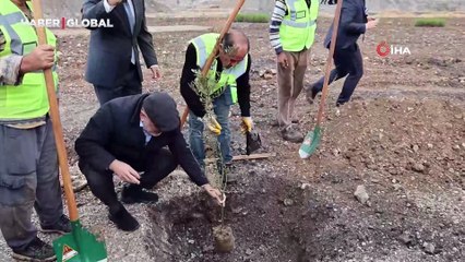 Milas'ta 3 asırlık zeytin ağacı yeni yerine törenle taşındı