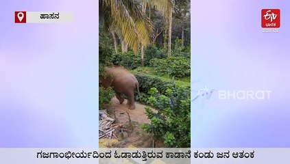 ದಂತ ಮುರಿದುಕೊಂಡು ಏಕದಂತನಾದ ಭೀಮ; ಗಜಗಾಂಭೀರ್ಯದಿಂದ ಓಡಾಡುತ್ತಿರುವ ಆನೆ ಕಂಡು ಮತ್ತೆ ಆತಂಕ!