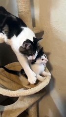 Cute kittens a beautiful moment ❣️😍🐱 #shorts