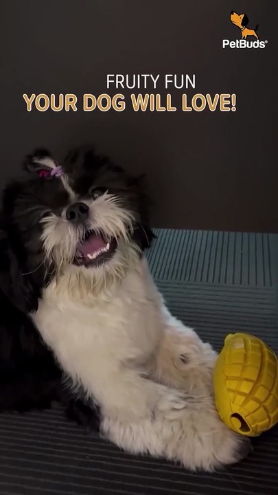 Mango Rubber Chew Toy: Tough, Tropical Fun for Every Pup | PetBuds UK