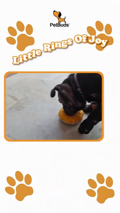 Indestructible Dog Doughnut Toy: Fun, Durable & Pup-Approved | PetBuds UK