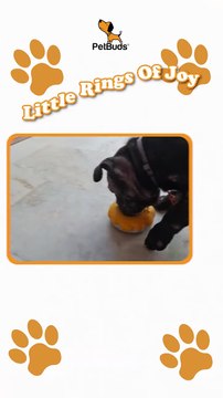 Indestructible Dog Doughnut Toy: Fun, Durable & Pup-Approved | PetBuds UK