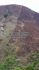 Reforestation without Planting?