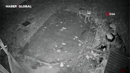 Adres Elazığ: Yiyecek arayan çakal güvenlik kamerasında