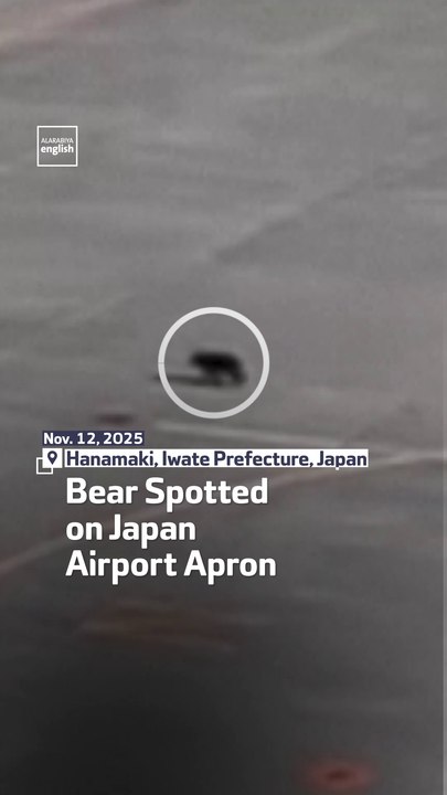 Bear Spotted On Japan Airport Apron