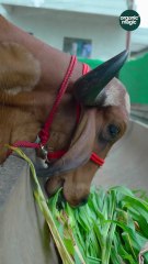 From the Heart of Our Farms – Pure & Natural A2 Desi Cow Ghee India