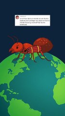 L'ultime stratégie des fourmis kamikaze ! #fourmis #explosion #animaux #humour #nature