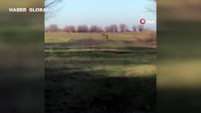 Popülasyonu artan kurtlar köylere indi