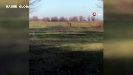 Popülasyonu artan kurtlar köylere indi