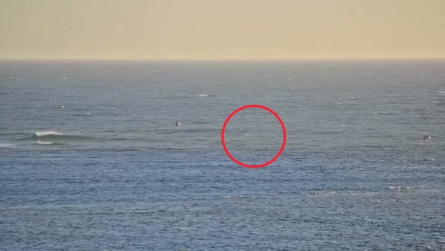 Watch moment shark pulls windsurfer underwater in terrifying fight