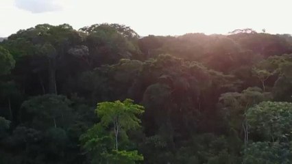 El gran bosque del Congo: un macizo vital en el planeta amenazado por la deforestación