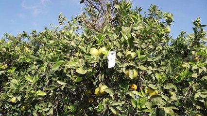 La innovación y la sostenibilidad son clave para el futuro de la citricultura