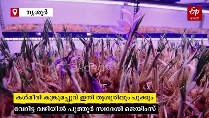 പൊന്നിൻ വിലയുള്ള കുങ്കുമപ്പൂവ് കശ്‌മീർ താഴ്വരയിൽ മാത്രമല്ല തൃശൂരിലും വിരിയും, വിജയ രഹസ്യം പങ്കുവച്ച് ജെയിംസ്