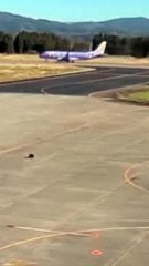 Un oso se cuela en el aeropuerto de Hanamaki, en Japón, e interrumpe los vuelos