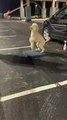 Dog Plays Jump Rope