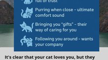why your cat likely loves and bonds with you