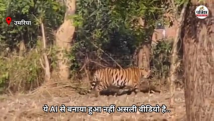ये AI का नहीं असली वीडियो है...आगे-आगे टाइगर पीछे-पीछे लोग..