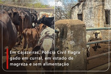 Em Cajazeiras, Polícia Civil flagra gado em curral, em estado de magreza e sem alimentação