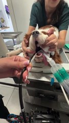 Vet Saves Dog's Life! Endoscopic Removal of GIANT Foreign Object (Black Sock/Tights) 🐾