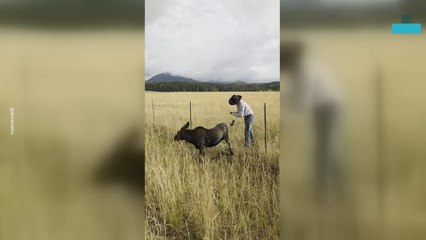Amazing Moment Man Saves Moose Stuck in Fence