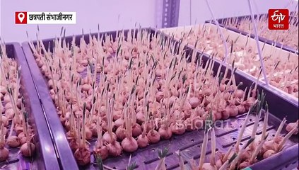 उष्ण प्रदेशात केशर शेतीचा सुपरहिट फॉर्म्युला; प्रिया अग्रवाल यांनी घरीच केला यशस्वी प्रयोग!